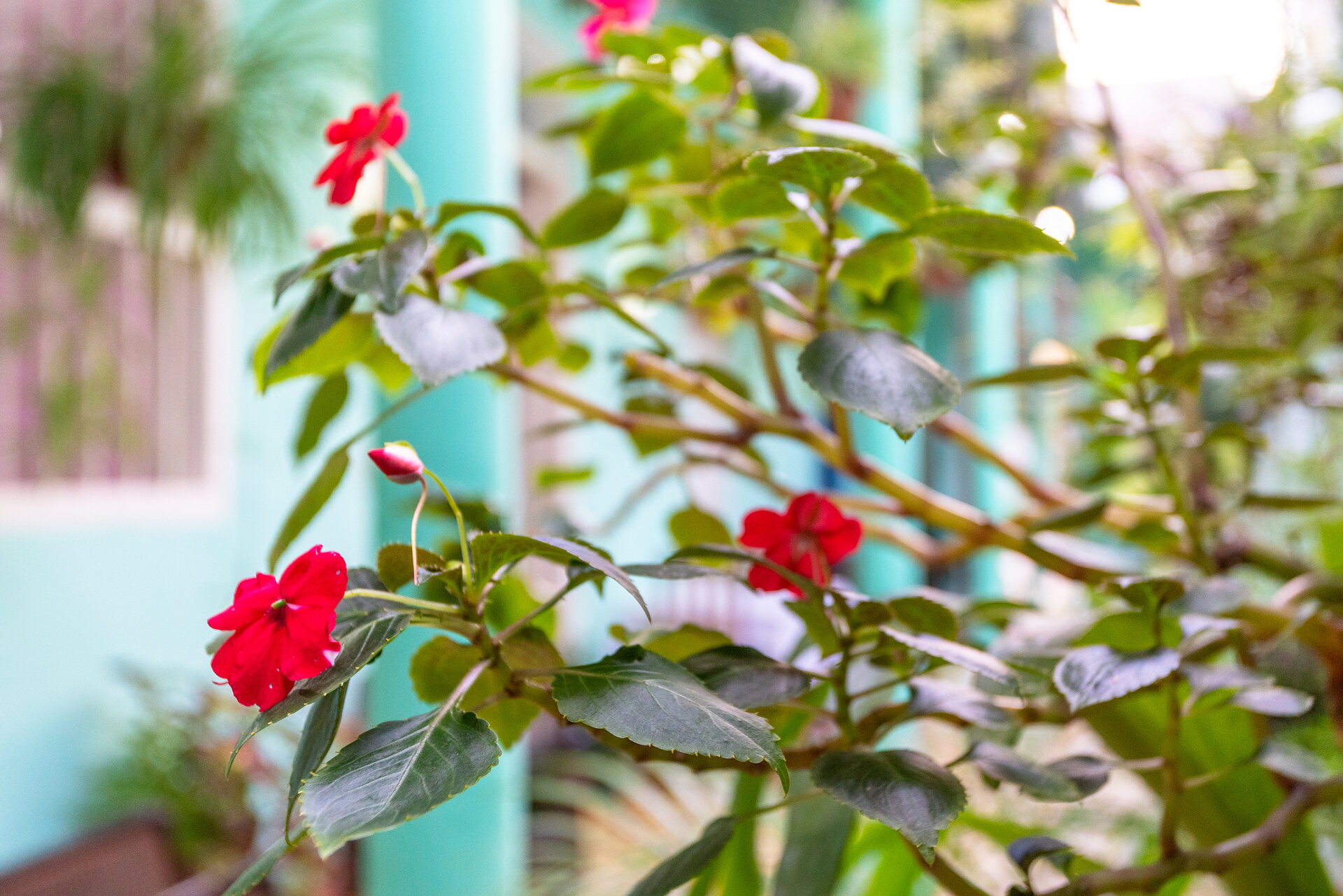 Flores rojas del jardín interior con las columnas turquesa del hostal al fondo